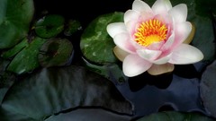 Flowers nature water Water Lilies lily pads