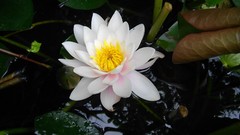 Flowers nature water Water Lilies lily pads