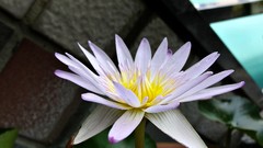 Flowers nature water Water Lilies lily pads