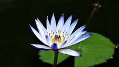 Flowers nature water Water Lilies lily pads