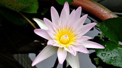 Flowers nature water Water Lilies lily pads