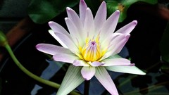 Flowers nature water Water Lilies lily pads