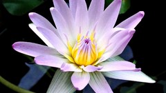 Flowers nature water Water Lilies lily pads