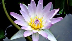 Flowers nature water Water Lilies lily pads