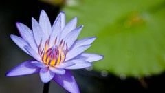 Flowers nature water Water Lilies purple flowers lily pads