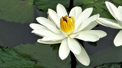 Flowers nature water white bees