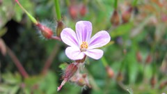 Flowers nature white