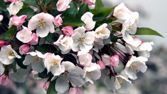 Flowers nature white