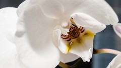 Flowers nature white