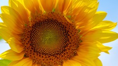 Flowers nature white background