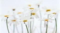 Flowers nature white background Daisy