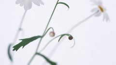Flowers nature white background white flowers