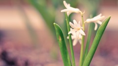 Flowers nature white flowers