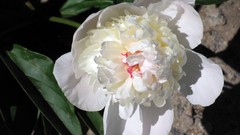 Flowers nature white flowers