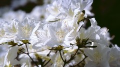 Flowers nature white flowers