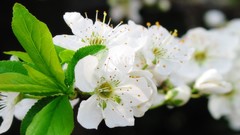 Flowers nature white flowers