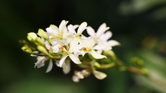 Flowers nature white flowers