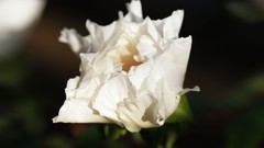 Flowers nature white flowers