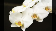 Flowers nature white flowers