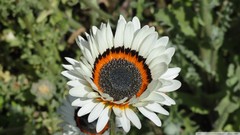 Flowers nature white flowers