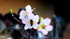 Flowers nature white flowers