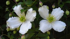 Flowers nature white flowers