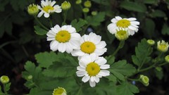Flowers nature white flowers
