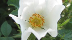 Flowers nature white flowers