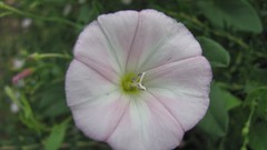 Flowers nature white flowers
