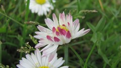 Flowers nature white flowers