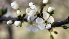 Flowers nature white flowers