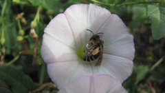 Flowers nature white flowers