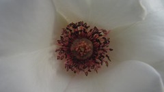 Flowers nature white flowers