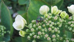 Flowers nature white flowers
