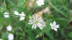 Flowers nature white flowers