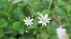 Flowers nature white flowers