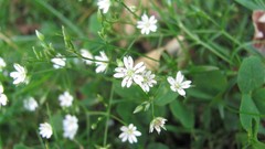 Flowers nature white flowers