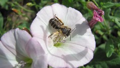 Flowers nature white flowers