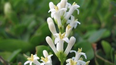 Flowers nature white flowers