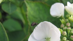 Flowers nature white flowers