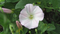 Flowers nature white flowers