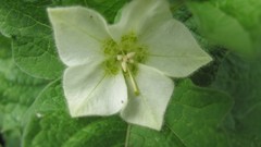 Flowers nature white flowers