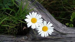 Flowers nature white flowers