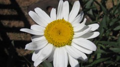 Flowers nature white flowers