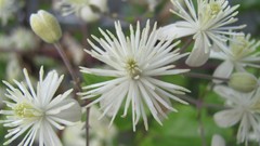 Flowers nature white flowers