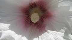 Flowers nature white flowers