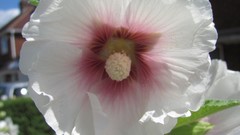 Flowers nature white flowers