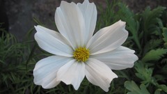 Flowers nature white flowers