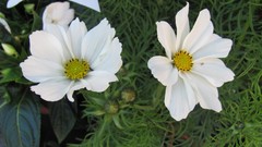 Flowers nature white flowers