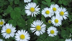 Flowers nature white flowers